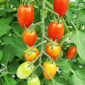 愛菜果えりーと倶楽部のミニトマト アイコ12袋｜2025年産 令和7年 国産 野菜 トマト ミニトマト サラダ 新鮮 フレッシュ リコピン [0672]