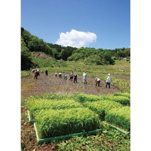 【令和5年産】もてぎ自慢のおいしいお米!「棚田米」10kg【1252754】