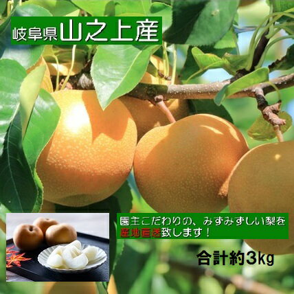 【ふるさと納税】【レビューキャンペーン対象商品】【先行受付】【 数量限定 】精華園 の こだわり 梨 （約 3kg ）3玉～8玉 品種 は おまかせ | 幸水 豊水 秋月 新高 ナシ なし 果物 フルーツ 果実 美濃加茂市 岐阜県 【2025年8月下旬～10月下旬迄発送予定】