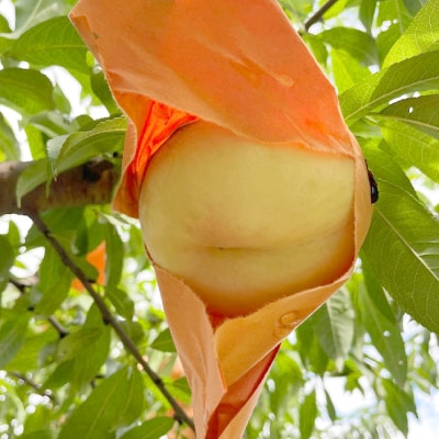 【2025年先行予約】2025年7月下旬頃より発送予定・岡山の白桃・清水白桃(2kg箱)【配送不可地域：離島】