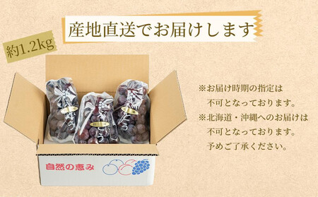 ぶどうの王様 農家直送 朝採り濃厚巨峰　約1.2ｋｇ【先行予約】