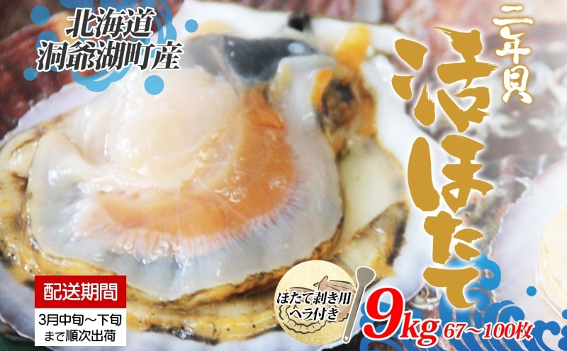 北海道産 活ほたて 2年貝 約 9kg 67枚～100枚 2026年3月中旬～3月下旬頃お届け 殻付き 貝付き 帆立 ホタテ ほたて 貝 魚介 海産 海鮮 貝柱 噴火湾 刺身 焼き フライ 生産者支援 産地直送 送料無料 