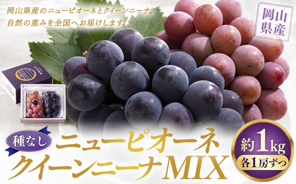 【種なし】 岡山県産 ニューピオーネ ・ クイーンニーナ MIX 1kg箱（各1房ずつ） 【2026年8月下旬-9月上旬発送予定】 ／ ぶどう ブドウ 葡萄 大粒 種なし 種無し フルーツ 果物 くだもの 果実 セット 特別セット