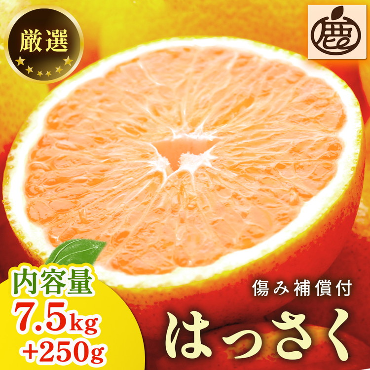 ＜1月より発送＞厳選はっさく7.5kg+250g（傷み補償分） ｜ 八朔みかん ハッサク ◇