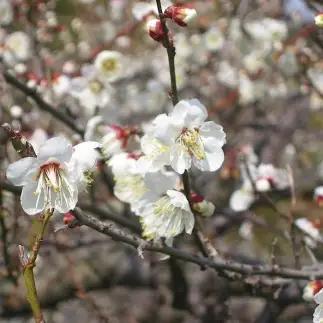紀州南高梅 桃風味梅干 500g ご家庭用【US28】