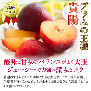 【2026年発送★先行予約】笛吹市産　貴陽　約1.8kg　（大玉7～10玉） 205-008-26y