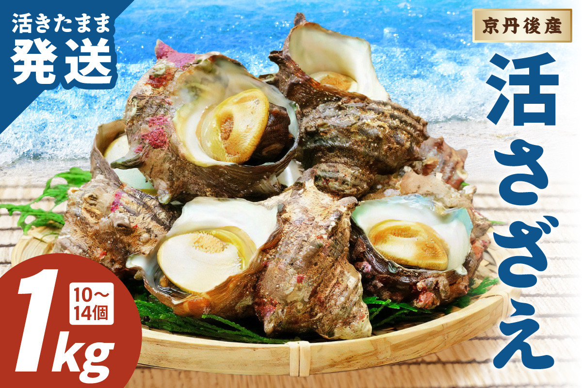 
                  日時指定可【北畿水産　活きたまま発送】京丹後産さざえ1kg（10個から14個）刺身活サザエ サザエ生 BBQ 刺身　HK00270
                