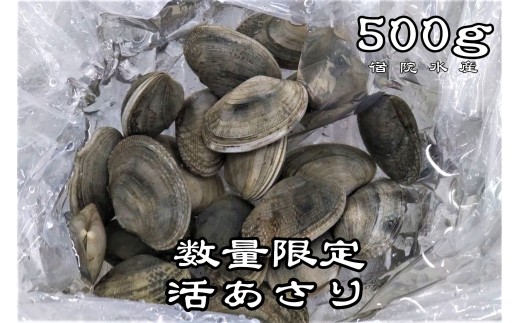 広尾町産　数量限定　活あさり　500g【アサリ　貝　生　新鮮　期間限定　北海道】(G0018)