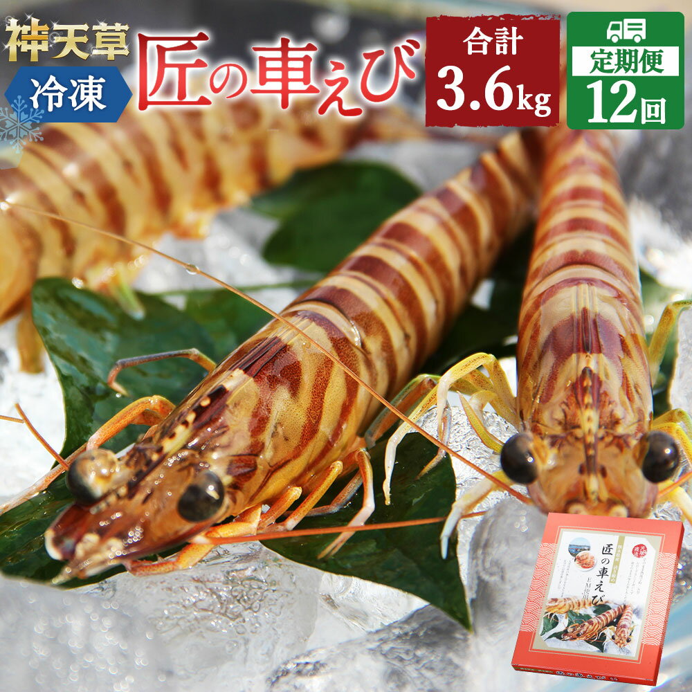 【ふるさと納税】【定期便12回】匠の車えび 活き締め急速冷凍 300g 9尾〜12尾 合計3.6kg くるまえび 海老 海鮮 国産 九州産 熊本県産 冷凍 ギフト 化粧箱入り 車海老 送料無料