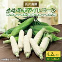 【ふるさと納税】【2025年発送】富良野 ホワイトコーン4.2kg以上(12～14本)スイートコーン　とうもころし【配送不可地域：離島】【1265609】