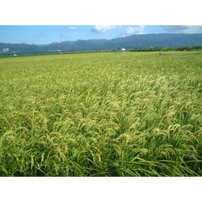 ふるさと納税 佐渡市 令和6年産　佐渡産コシヒカリ米「朱鷺と暮らす郷」5kg |  | 02