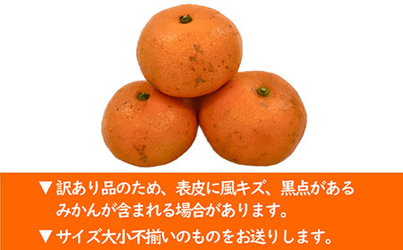 【訳あり】九十九里温州みかん 約10kg 千葉県 山武市 SMBZ001 みかん ミカン 蜜柑 温州 温州みかん 温州ミカン 興津早生 おきつわせ 早生 早生みかん 早生ミカン わせみかん 10kg 
