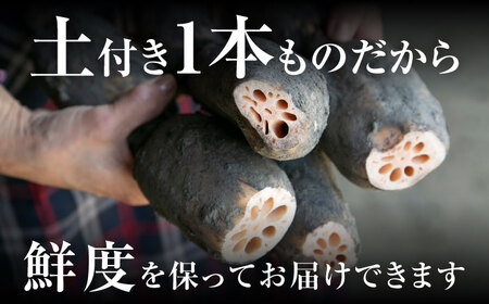 【8月中旬より順次発送】れんこん 2kg 「SEIMEI」 手掘り 蓮根 レンコン / 水谷グルッポ[AEBX001]