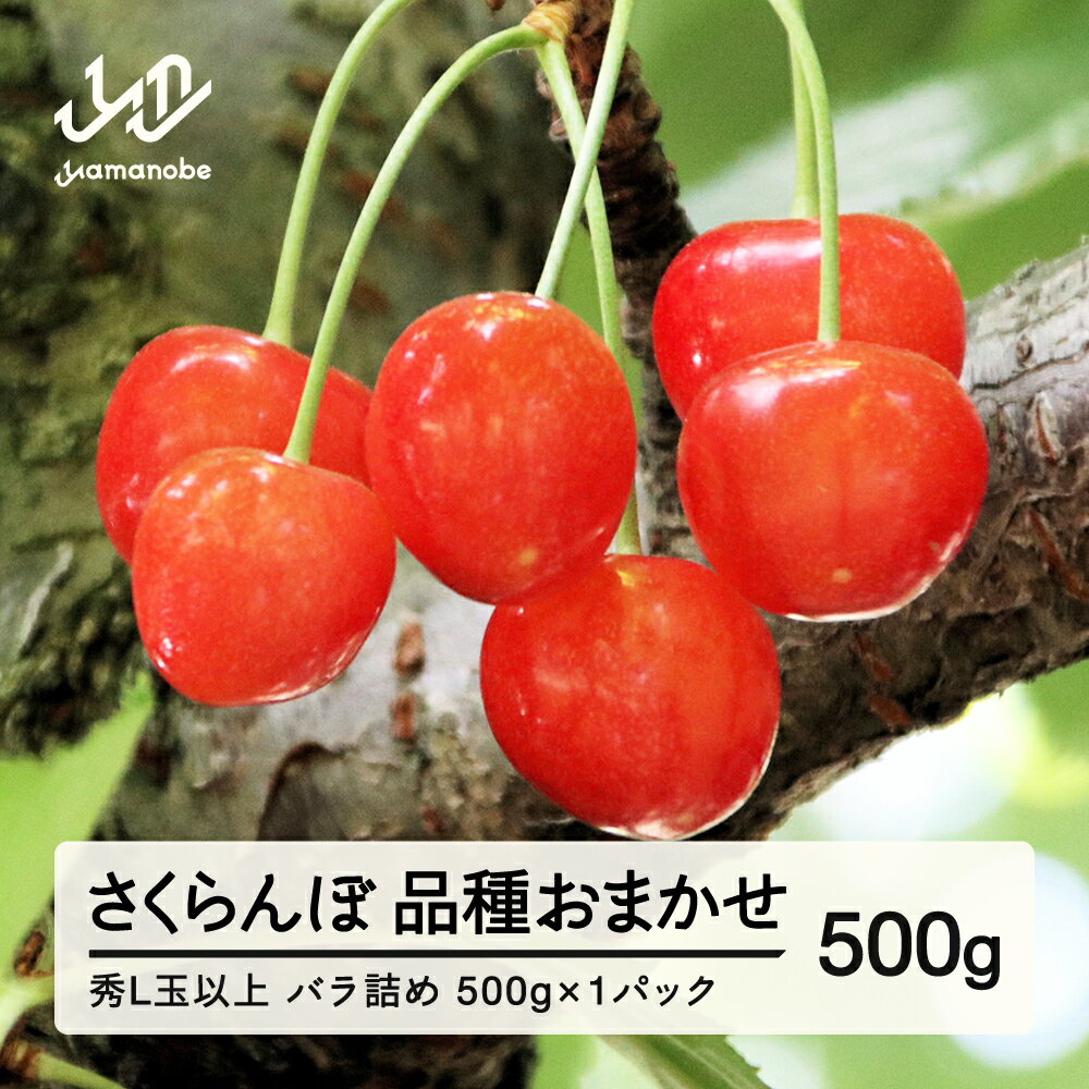 【ふるさと納税】《先行予約》 山形県産 さくらんぼ 品種おまかせ バラパック詰 秀 L玉以上 500g (500g×1) 2026年6月上旬～6月下旬順次発送 果物 フルーツ 送料無料 nf-sabpx500