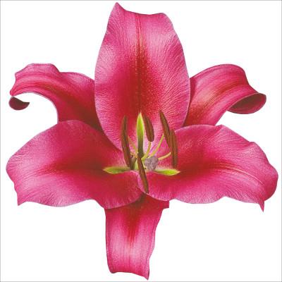 ふるさと納税 えびの市 ユリ球根 大球レッドカサブランカ 12球