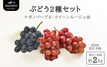 TK31-26A 【先行予約】 ぶどう2種セット（ナガノパープル・クイーンルージュ®） 約2kg ／ 2026年9月中旬～10月頃 配送予定 // 長野県 南信州 種なし 葡萄 セット ナガノパープル クイーンルージュ 高品質 贈答 ギフト お取り寄せ