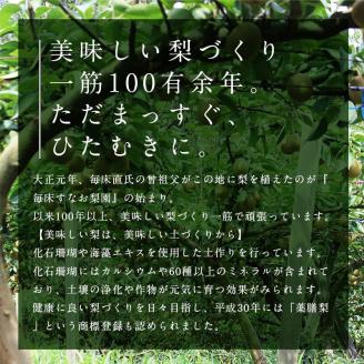FKP9-652 【先行予約】マンゴー梨（王秋梨）約2.5kg なし ナシ 梨 デザート フルーツ 果物 くだもの 果実 食品