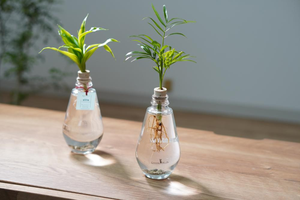 
            アクアルーツイルミネーション ２鉢セット インテリア 緑 グリーン 植物 簡単 初心者 かわいい 自然 おしゃれ 送料無料 Green Walk グリーンウォーク 愛知県 豊橋市
          