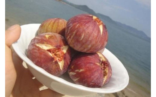 
            【期間限定】《海辺のいちじく園》日本いちじく  【家庭用】300g×4パック
          