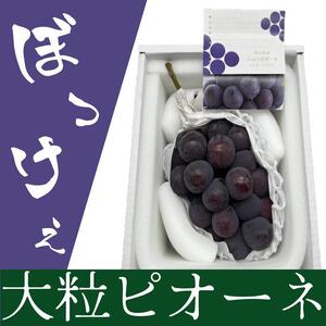 2026年 ぼっけえ大粒 ニュー ピオーネ 1房(800g以上) 化粧箱入り｜  ピオーネ