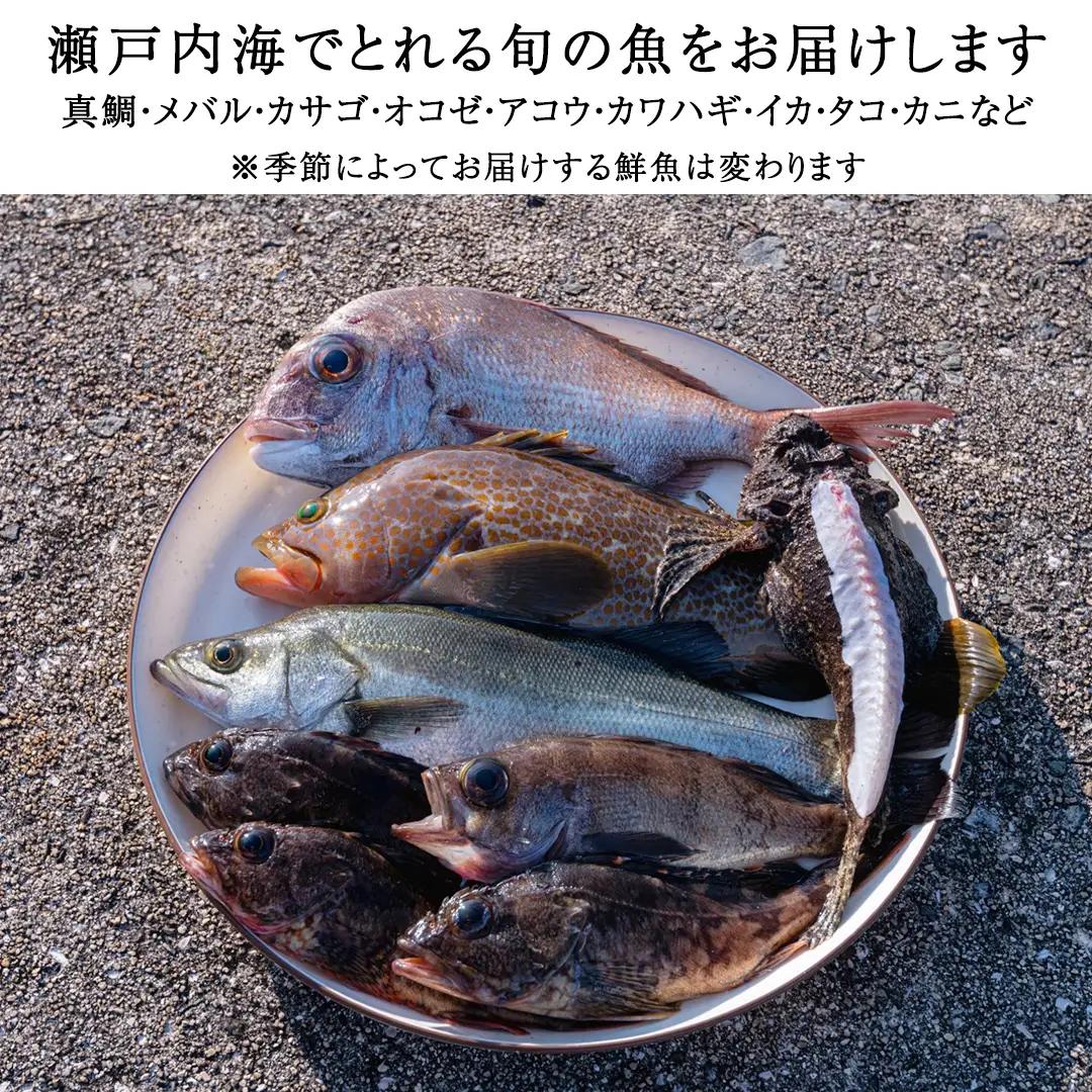 鮮魚 セット 【 配達地域限定 】 神経締め 血抜き済 4～4.5kg 冷蔵 産地直送 瀬戸内海