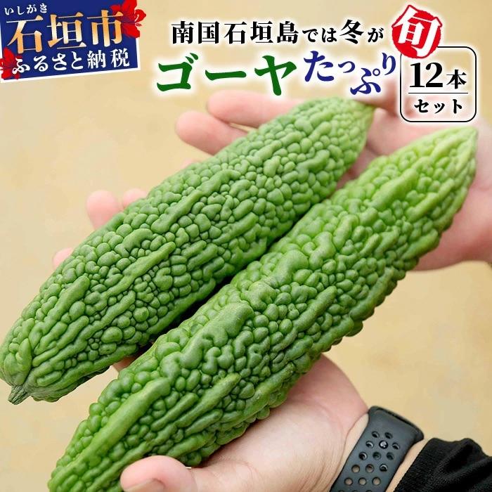 ふるさと納税 石垣市 南国石垣島では冬が旬 朝採れゴーヤ大12本セット 2026年1月上旬〜2月中旬頃まで順次発送