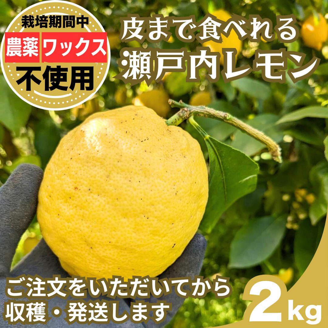 【ふるさと納税】注文後収穫 瀬戸内レモン 2kg 栽培期間農薬不使用 ワックス不使用 皮まで食べれる | レモン 檸檬 せとうちレモン 農薬不使用 化学肥料不使用 子どもに安心 レモンジャム レモンスイーツ レモン麹 ※北海道・沖縄・離島への配送不可