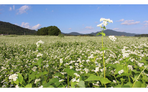 茨城県産【 常陸秋そば 】石臼挽き早刈りそば粉１㎏×６袋入 そば粉 そば 蕎麦粉 そば打ち 茨城県産 国産 農家直送 ［BE002sa］