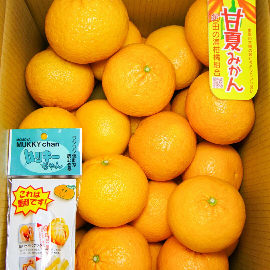 【ふるさと納税】甘夏　優2L　約10kg　令和8年1月以降に発送します