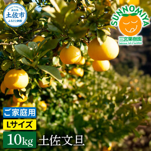 三宮果樹園の土佐文旦 ご家庭用Lサイズ 10kg ぶんたん ブンタン 10キロ フルーツ 柑橘 みかん 果物 くだもの 柑橘類 デザート ご自宅用 ご家庭用 自分用 お取り寄せ おいしい 国産