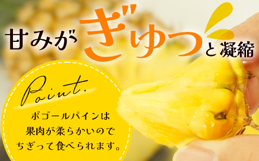 《2025年5月上旬頃より順次発送》【予約受付】石垣島産 ボゴールパイン 2～3個セット 約2㎏【産地直送 石垣島産 石垣 完熟 パイン パイナップル スナックパイン ボゴール 】TD-2