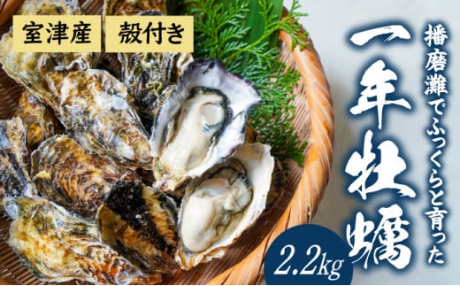 
【12月〜3月限定】 室津産殻つき牡蠣2.2kg (H-11)
