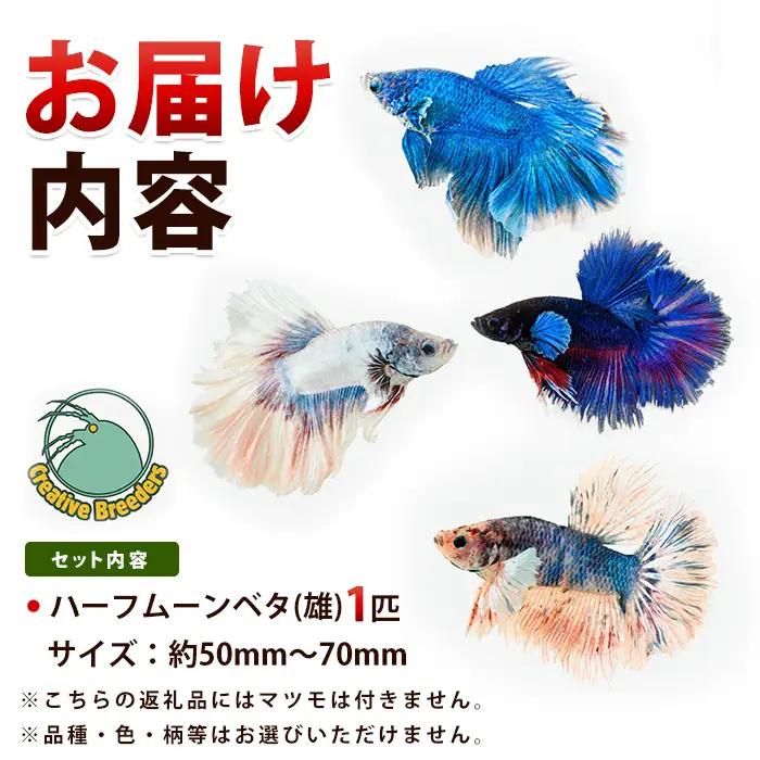 【10営業日以内に発送】おまかせハーフムーンベタ 雄 1匹 (アクアファームはくと/IB167-003)