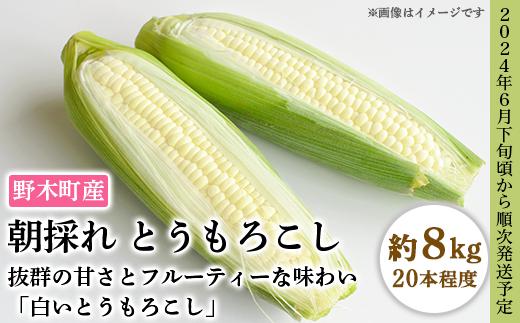 C08とうもろこし 約8kg 白いとうもろこし 20本入り 朝採れ クール便 野木町産 【2024年6月下旬頃から順次発送予定】