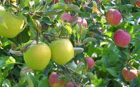 ★品種おまかせ★ 食べ比べが楽しい！ 旬の 小玉 りんご 2種類 8個入り (家庭用) 【 リンゴ 林檎 産地直送 訳あり セット 詰め合わせ ギフト 】 RT3027