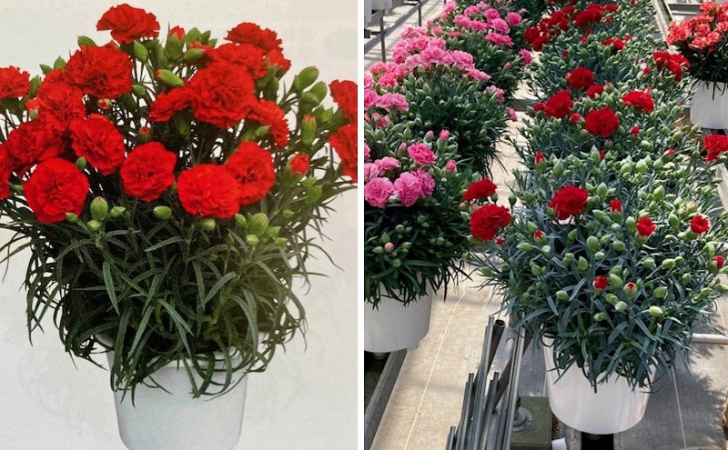 【2025母の日 先行予約】7寸カーネーション　赤 母の日ギフト 花 フラワー  植物 お花 贈り物 珍しいカーネーション 底面給水 母の日のプレゼント 