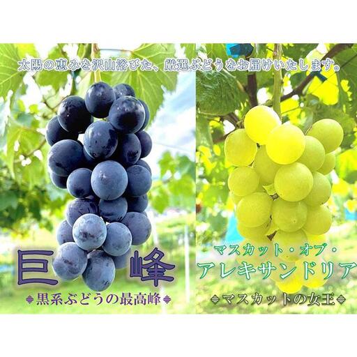 先行予約 和歌山 有田産 2色 ぶどう 詰め合わせ 巨峰 マスカットオブアレキサンドリア 【2024年8月中旬以降発送】