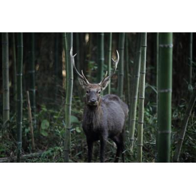ふるさと納税 木津川市 鹿ジンギス |  | 02