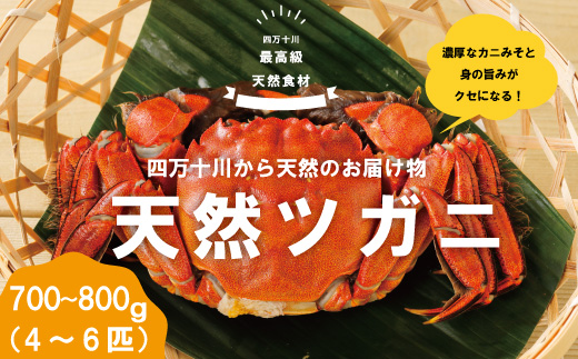 最高級天然食材！四万十川の天然ツガニ 約700g～800g（4～6匹）24