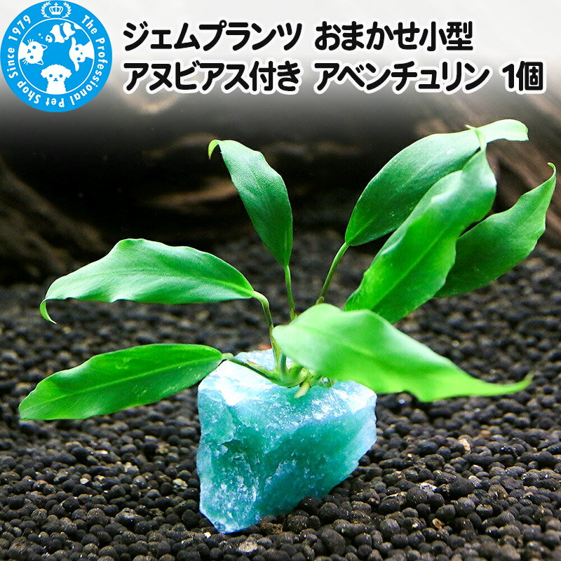 【ふるさと納税】ジェムプランツ おまかせ小型アヌビアス付き アベンチュリン 1個