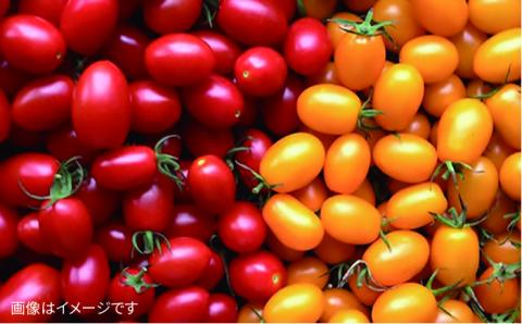 朝採れ！【栽培期間中 農薬・化学肥料不使用】プレミアムサラダ用糸島野菜セット《糸島》【オーガニックナガミツファーム】 [AGE002]