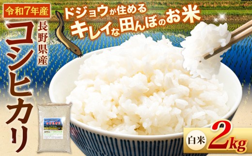 ≪どじょうのいる田んぼのお米≫ コシヒカリ 信州安曇野松川村産｜白米 2kg 有機肥料 低農薬 自然栽培 安曇野米 ごはん ライス 長野県 松川村 送料無料 国産米 産地直送 農家直送 新米対応