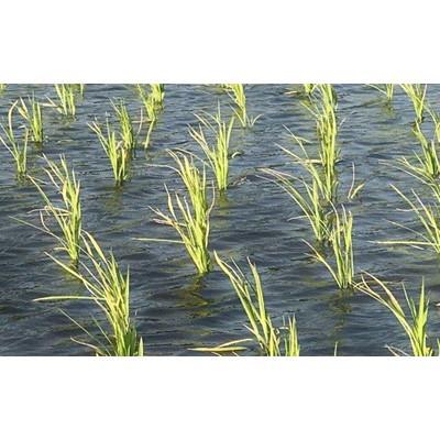 ふるさと納税 紫波町 【毎月定期便】岩手県産　銀河のしずく 精米 5kg全6回 |  | 02