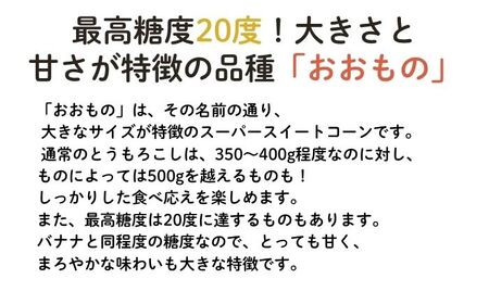 【数量限定！8月末発送予定】北海道厚真産とうもろこし『おおもの』《厚真町》【(株)厚真ファーム】とうもろこし とうもろこし とうもろこし とうもろこし [AXAE001]