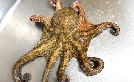 たこしゃぶ 170g 2人前 2枚 タコ しゃぶしゃぶ 海鮮 海鮮セット 兵庫県 洲本市 淡路島