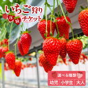 【ふるさと納税】いちご狩りチケット【チケット内容をご選択ください】【幼児・小学生・大人】【体験時期：1月～5月上旬（予定）】体験チケット 苺 いちご狩り フルーツ 食べ放題 完熟苺 紅ほっぺ 章姫 かおり野 おいCべりー 農園 あきひめ イチゴ レジャー 送料無料