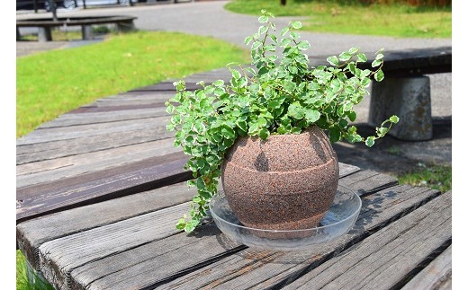 ※鉢皿・植物はセット品ではありません。