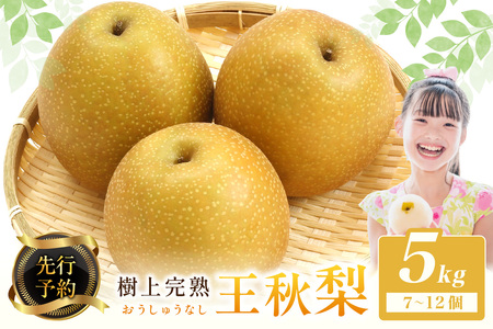 梨／王秋梨【先行予約】樹上完熟 王秋梨 5kg（7～12個）（2025年12月上旬～発送） 梨 なし ナシ 王秋梨 5キロ 予約 果物 くだもの フルーツ 期間限定 国産