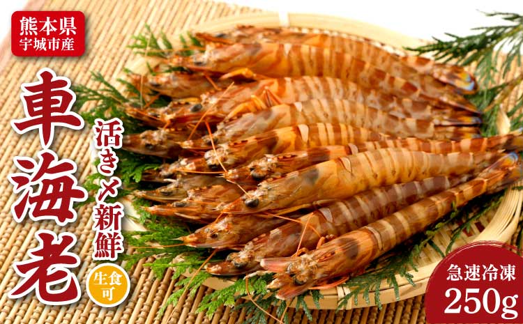 熊本県産 急速冷凍 車海老 250g(9〜13尾) 生食可 瞬間冷凍
