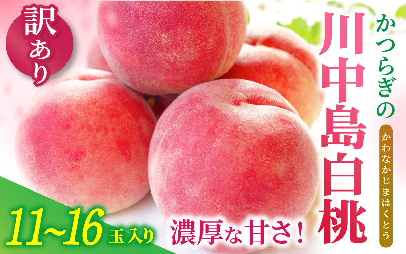 
            【訳あり・ご家庭用】和歌山県産 川中島白桃 桃 白桃 11-16玉入り 青秀【2025年8月上旬～8月下旬頃順次発送予定】
          